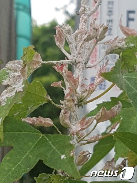 본문 이미지 - 단양지역  가로수  단풍나무에  미국선녀벌레  약충들이  자라고   있다.ⓒ News1