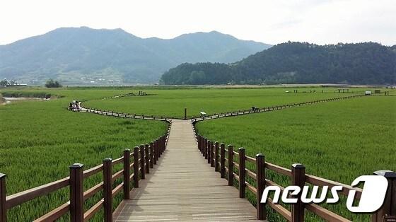 본문 이미지 - 3일 세계 5대 연안습지로 꼽히는 순천만습지 갈대밭이 진한 초록으로 물들었다. 동천 무진교 아래로 펼쳐진 초록빛 갈대의 속삭임이 들리는 듯 하다.순천시 제공)2017.6.3/뉴스1 ⓒ News1 지정운 기자