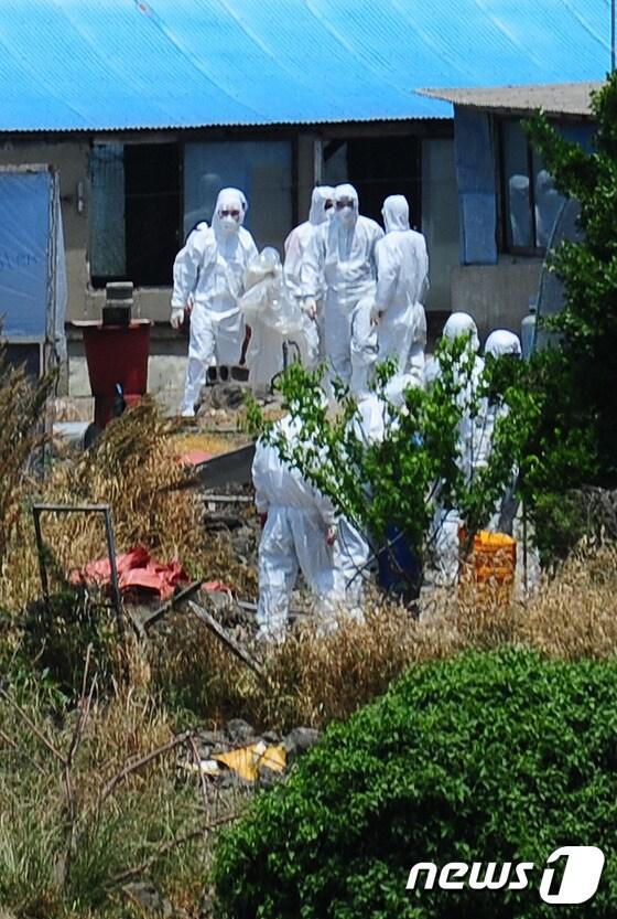 본문 이미지 - 3일 제주시 애월읍 한 농가에서 고병원성 조류인플루엔자(AI) H5형의 유전자가 확인돼 방역 당국이 해당 농가에 대해 방역조치를 취하고 있다. 고병원성 여부는 오는 5일 검사결과가 나올 예정이다.2017.6.3/뉴스1 ⓒ News1 이석형 기자