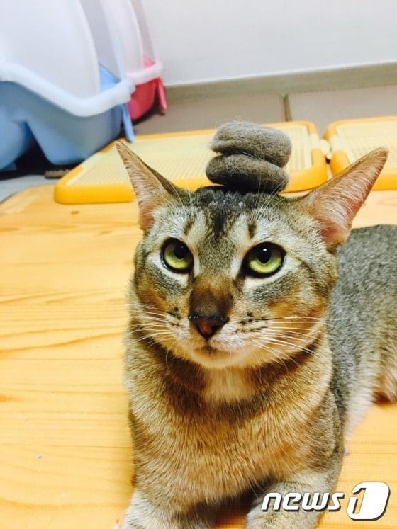 본문 이미지 - 고양이 집사라면 '털 빠짐'은 각오해야 한다. ⓒ News1