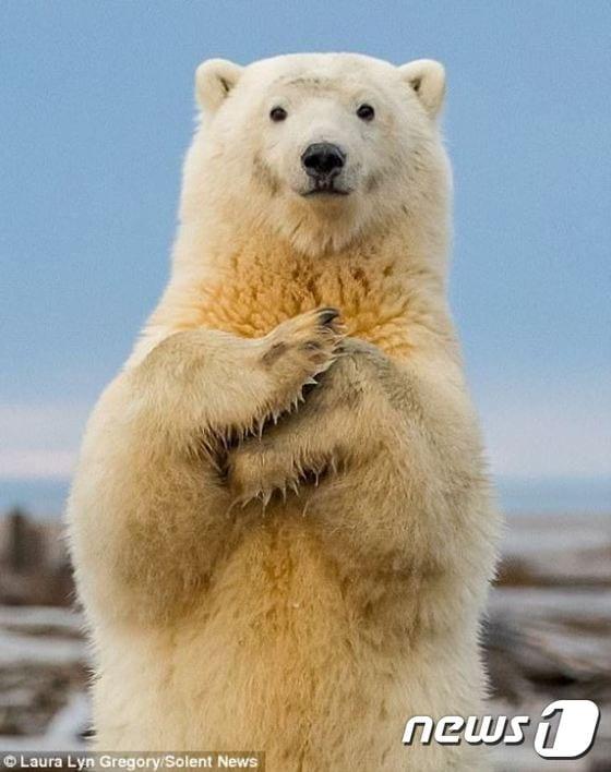 본문 이미지 - 알래스카주 북극곰이 마치 춤을 추는 듯한 모습이다. (사진 영국 데일리메일 해당기사 캡처) ⓒ News1