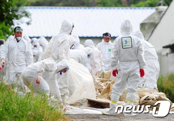 본문 이미지 - 제주 방역당국 관계자들이 6일 제주시 애월읍의 가금류 농가에서 조류 인플루엔자(AI) 확산 방지를 위해 닭 5만여 마리에 대한 예방적 살처분 작업을 하고 있다.2017.6.6/뉴스1 ⓒ News1 이석형 기자