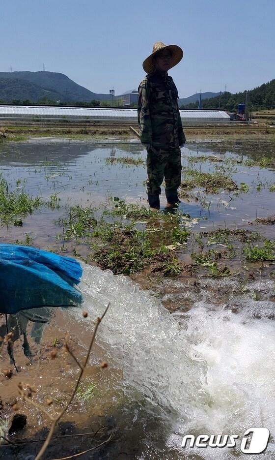 본문 이미지 - 대구 달성군 구지면 징리의 농민이 자신의 논에낙동강에서 끌어올린 물을 대고 있다. 2017. 6. 8. 정지훈 기자/뉴스1ⓒ News1