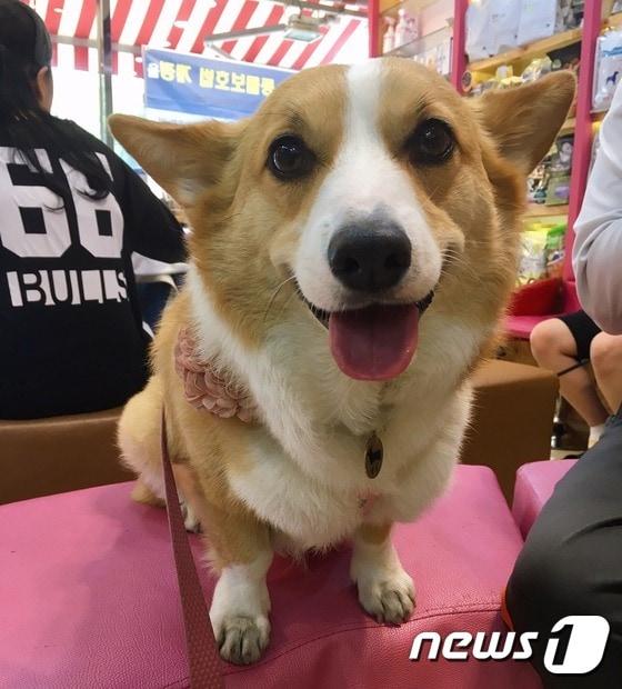 본문 이미지 - '이웃집의 백호'의 주인공인 '백호'(3)의 모습. '이웃집의 백호'는 강승연씨의 찰진 멘트와 백호의 귀여운 행동과 표정으로 네티즌들의 많은 사랑을 받고 있다. (사진 강승연씨 제공) ⓒ News1