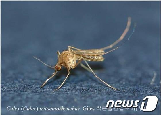 본문 이미지 - 작은빨간집모기. (뉴스1 DB)