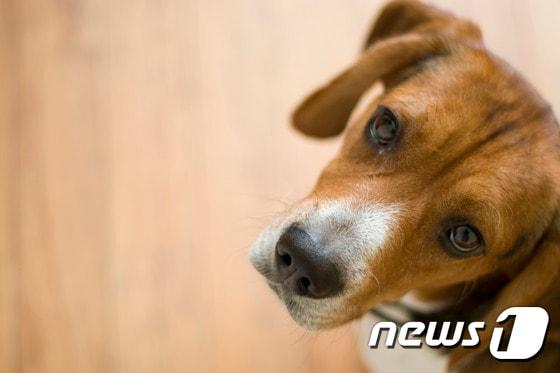 본문 이미지 - (사진 이미지투데이)ⓒ News1