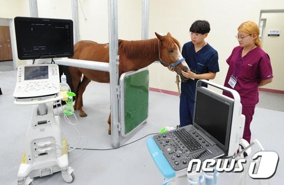 본문 이미지 - 13일 오후 제주시 아라동 말 산업 전문 인력 양성센터에서 개원한 말 전문 동물병원에서 의료진들이 말 건강 상태를 확인하고 있다. 병원은 임상 처방과 진료를 담당하는 1차 진료기관(말 전문 개업수의사)과 연계해 수술ㆍ입원ㆍ재활 등 2차 진료를 전문적으로 수행한다.2017.7.13/뉴스1 ⓒ News1 이석형 기자