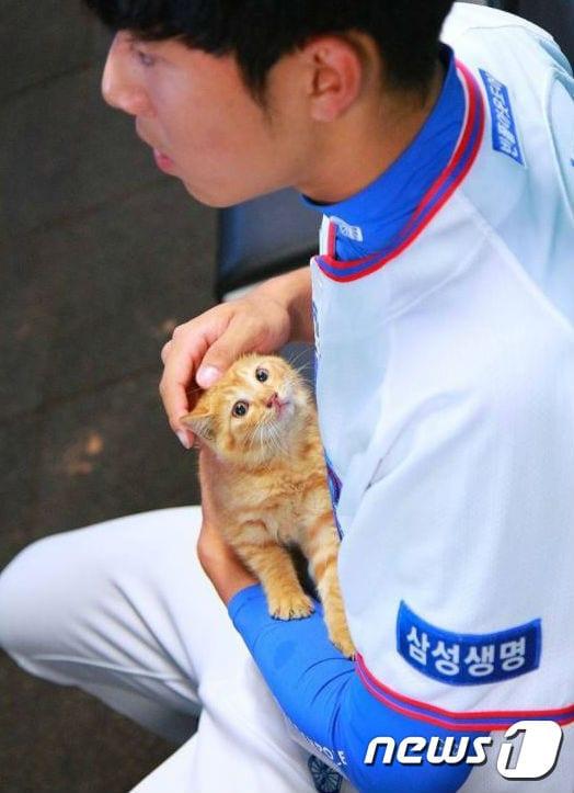본문 이미지 - 프로야구 삼성  라이온즈 최충연에게 구출된 아기 고양이. (사진 삼성 라이온즈 공식 인스타그램 캡처) ⓒ News1