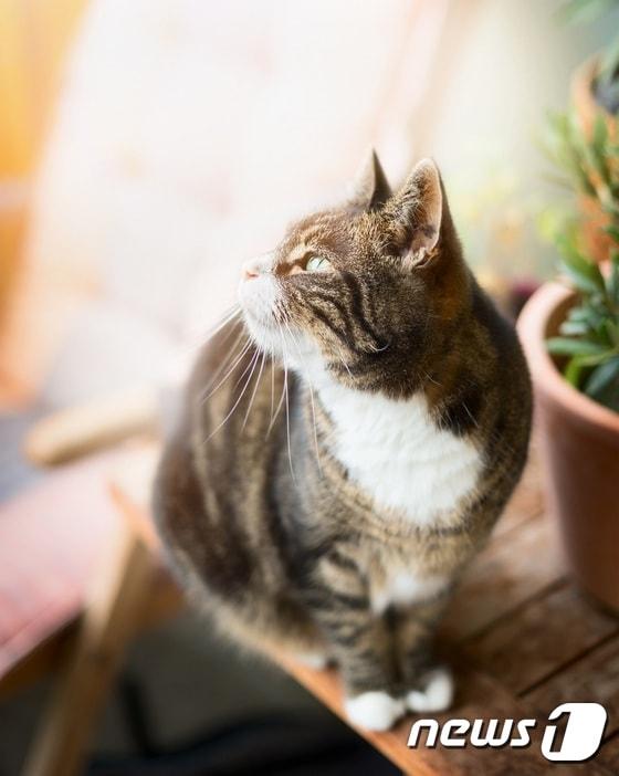 본문 이미지 - 고양이.(사진 이미지투데이)ⓒ News1