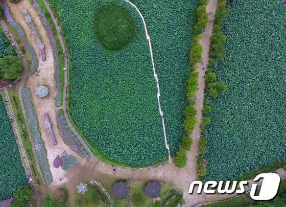 본문 이미지 - 연꽃이 만개한 경기 양평 세미원../뉴스1 ⓒ News1