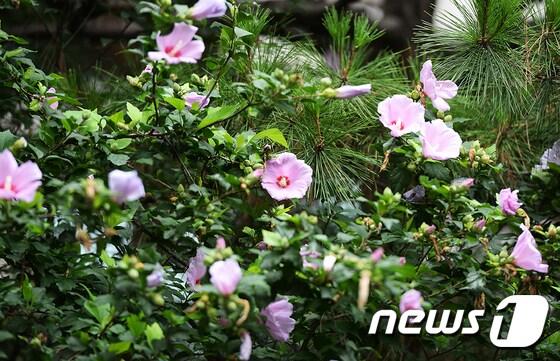 본문 이미지 - 제헌절인 17일 오전 서울 동대문구청 정원에 무궁화 꽃이 활짝 피어 있다. (동대문구청 제공) 2017.7.17/뉴스1