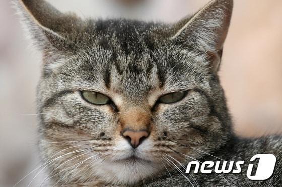 본문 이미지 - 고양이.(사진 이미지투데이)ⓒ News1