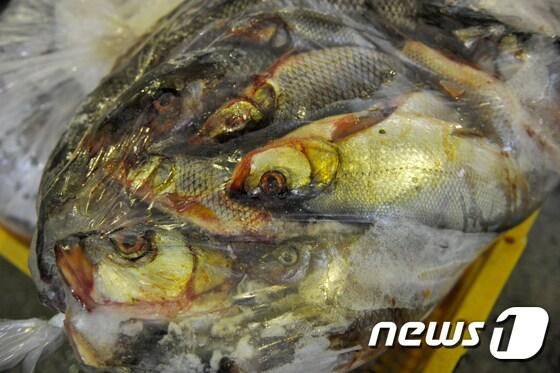 본문 이미지 - 수매한 외래어종  /뉴스1 ⓒ News1 