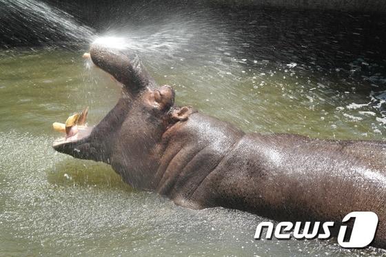 본문 이미지 - 전주동물원 하마 갱(32)이 사육사가 뿌리는 물주기에 행복해하고 있다.2017.07.26/뉴스1ⓒ News1 박슬용 기자