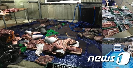 본문 이미지 - 불법 포획해 해체된 고래고기 ⓒ News1DB