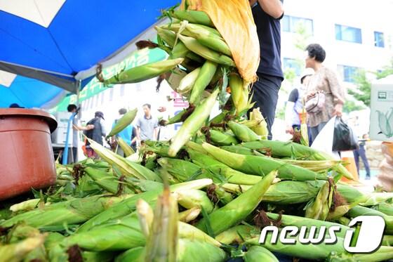 본문 이미지 - 강원 홍천군 대표 여름축제인 홍천찰옥수수축제와 홍천강 별빛음악 맥주축제가 코로나19 여파로 취소됐다. 지난 2017년 제21회 홍천찰옥수수 축제 직판장에서 업주들이 판매용 옥수수를 쏟아 붓고 있는 모습. 2017.7.28/뉴스1 ⓒ News1 