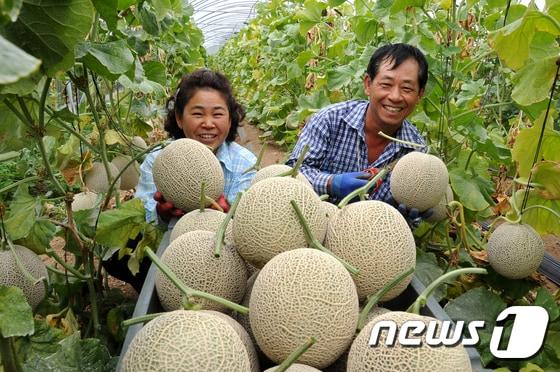 본문 이미지 - 양구멜론 ⓒ 뉴스1 자료사진