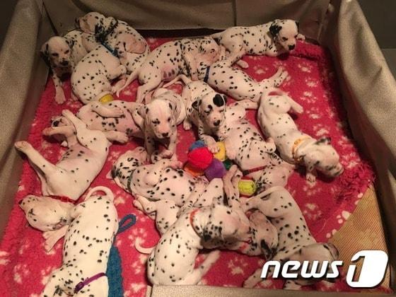 본문 이미지 - 지난 5월18일 호주 빅토리아주 밸러랫에서 달마티안 새끼 18마리가 태어났다.(사진 CC Dalmatians 페이스북)ⓒ News1