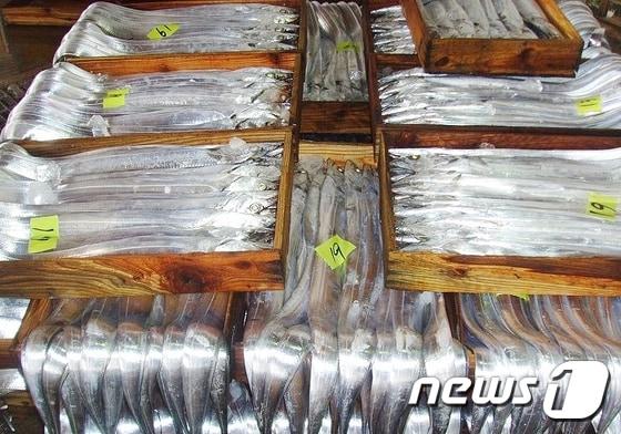 본문 이미지 - 제주 서귀포시 성산포수협 위판장에서 제주산 갈치가 위판되고 있다. ⓒ 뉴스1