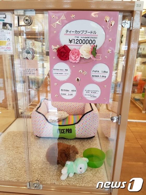 본문 이미지 - 일본의 한 펫숍에서 판매되고 있는 토이푸들의 모습. 이 토이푸들의 가격은 120만엔(약 1200만원)이었다. ⓒ News1