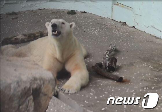 본문 이미지 - 에버랜드 북극곰 '통키' (사진 케어 제공)ⓒ News1