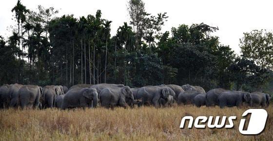 본문 이미지 - 떼를 지어 이동 중인 코끼리들. (자료사진)  ⓒ AFP=뉴스1