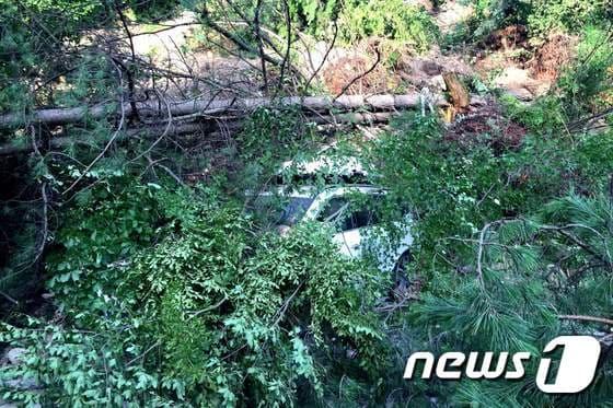 본문 이미지 - 8일(현지시간) 밤 규모 7.0의 강진이 발생한 중국 남서부 쓰촨(四川)성의 주자이거우(九寨溝·구채구)에서 흰색 차량이 숲으로 떨어져 매달려 있다. ⓒ AFP=뉴스1