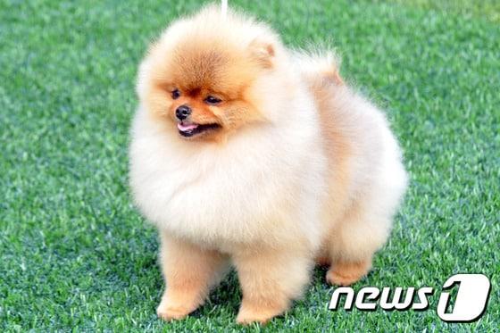 본문 이미지 - 포메라니안 자료사진. 이건희 회장의 반려견과 상관없음ⓒ News1