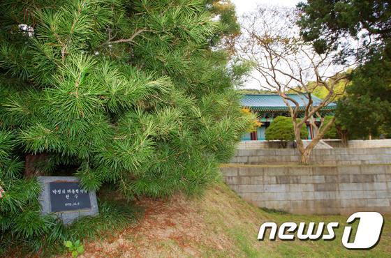본문 이미지 - 현충사 금송. 문화재제자리찾기 제공 ⓒ News1