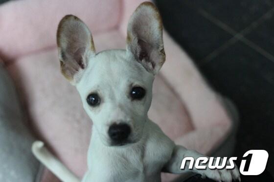 본문 이미지 - 커다란 귀와 동그랗고 초롱초롱한 눈이 매력적인 '월이'.(사진 동물자유연대 제공)ⓒ News1