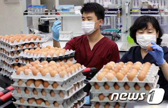 본문 이미지 - 국산 계란에서 살충제 성분이 검출되며 전국적으로 조사가 이뤄지고 있는 16일 오후 전북 장수군 전라북도 동물위생시험소에서 주무관들이 수거한 계란을 깨서 검사하고 있다. 시험소 이성재 사무관은 "인력은 부족하지만 농식품부 계획대로 17일까지 검사를 완료해 조기수습으로 농가들의 피해를 최소화 시키도록 하겠다＂며 대처에 대한 의지를 밝혔다.2017.8.16/뉴스1 ⓒ News1 문요한 기자