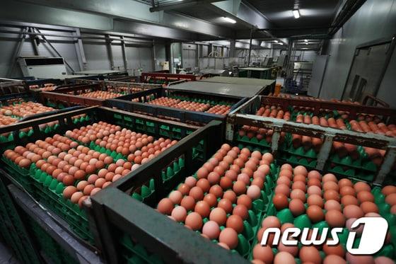 본문 이미지 - 기사 이해를 돕기 위한 계란 출하 사업장 자료 사진으로,  기사 내용과 직접 관련 없음. ⓒ 뉴스1 