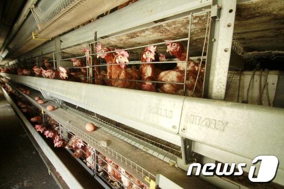 본문 이미지 - '살충제 계란'이 검출된 한 산란계 농장에서 닭들이 사육되는 모습. ⓒ News1 이철우 기자