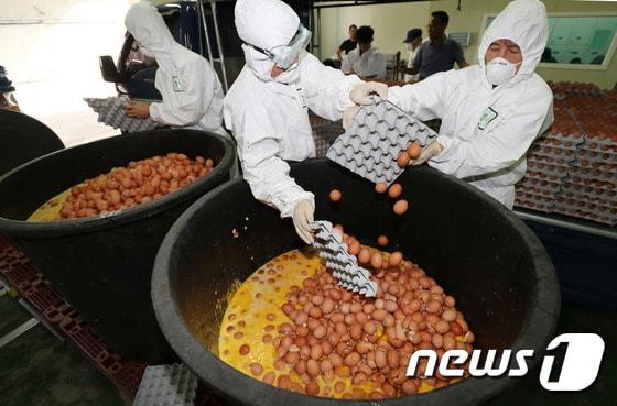 본문 이미지 - 17일 오후 경북 칠곡군의 한 산란계 농장에서 살충제 성분이 기준치를 초과하는 계란이 발생해 질병관리 군청 관계자들이 폐기 처분하고 있다. 현재 경북지역은 산란계 농장 4곳에서 살충제 성분이 기준치를 넘은 것으로 확인돼 부적합 판정을 받았다. 2017.8.17/뉴스1 ⓒ News1 이종현 기자