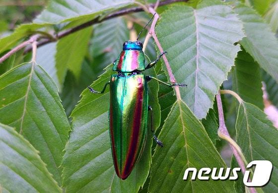 본문 이미지 - 경남 밀양에서 발견된 비단벌레 성충ⓒ News1