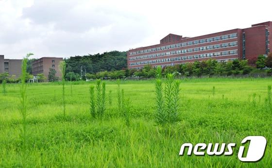 본문 이미지 - 폐교한 한 지방대학. /뉴스1 ⓒ News1 문요한 기자