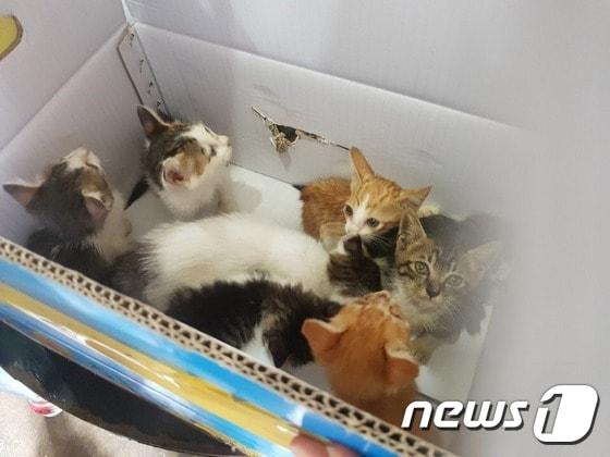 본문 이미지 - 부산의 한 탕제원에서 죽음에 내몰렸던 길고양이 새끼들.(사진 나비야사랑해 제공)ⓒ News1