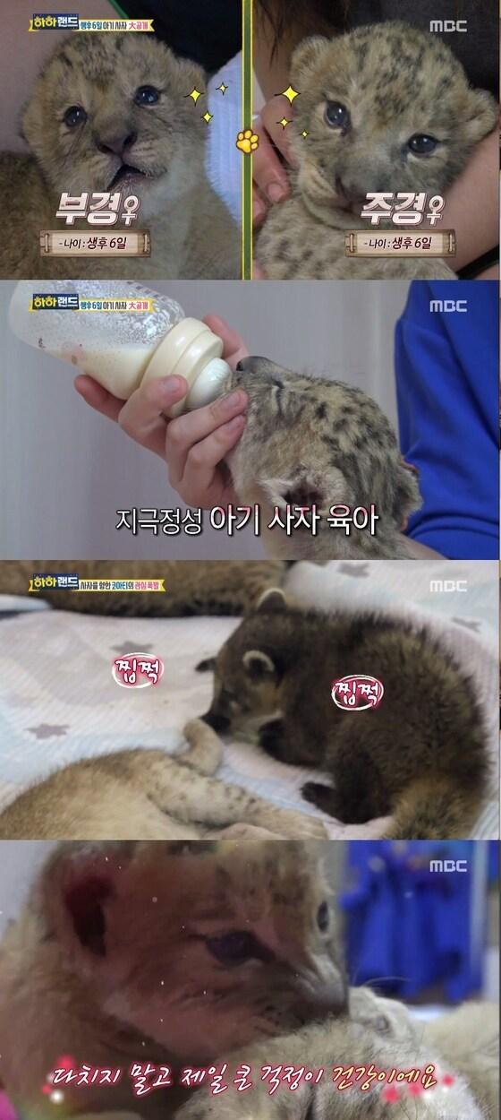 본문 이미지 - MBC 하하랜드 ⓒ News1