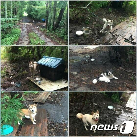 본문 이미지 - 제주도 서귀포에 방치 돼 있다는 강아지들(사진 페이스북 캡처)ⓒ News1