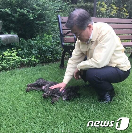 본문 이미지 - 문재인 대통령이 취임 첫 해인 지난 2017년 8월 청와대 경내에서 반려견 토리와 즐거운 시간을 보내고 있는 모습. 2017.8.27/뉴스1