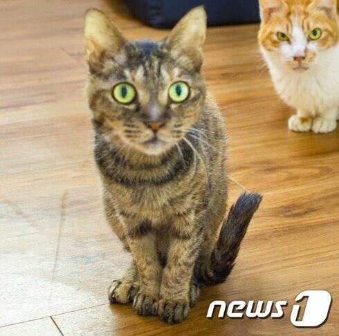 본문 이미지 - 12년전 용산의 한 동물병원에서 안락사 5일전 구조된 '아끼'.(사진 나비야사랑해 제공)ⓒ News1