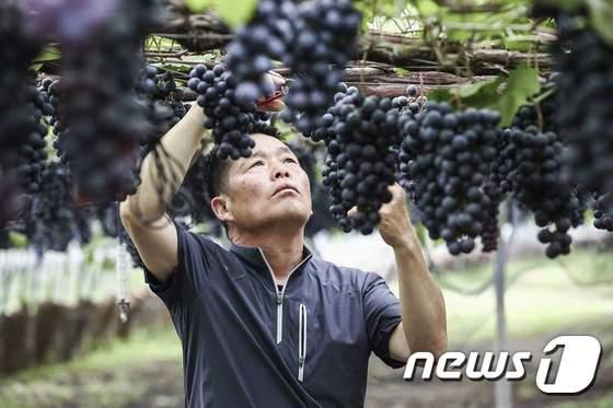 본문 이미지 - 전북 고창군 성송면 희성농장(대표 도덕현)의 슈퍼 포도가 본격적인 수확철을 맞아 또다시 주목 받고 있다. 도덕현 대표가 포도를 수확하고 있다. ⓒ News1