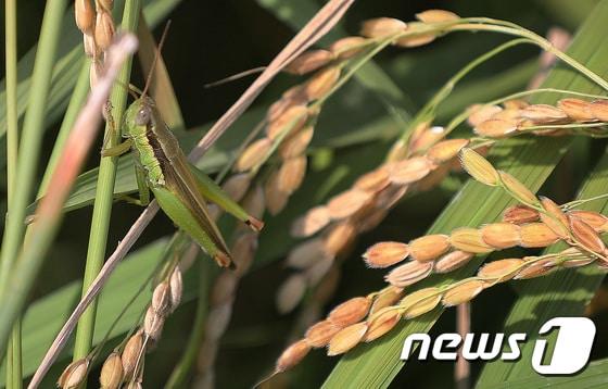 본문 이미지 - 메뚜기/뉴스1 ⓒ News1 오장환 기자