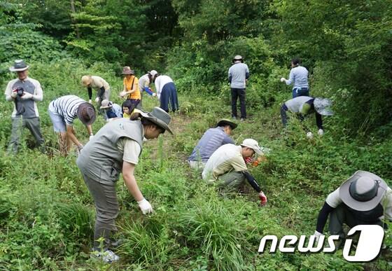 본문 이미지 - 외래식물 제거 활동 장면(자료사진) /뉴스1