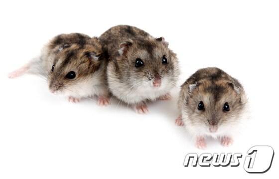 본문 이미지 - (사진은 기사 내용과 무관함) / 뉴스1 ⓒ News1