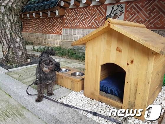 본문 이미지 - 임종석 실장이 페이스북에 공개한 토리의 모습ⓒ News1