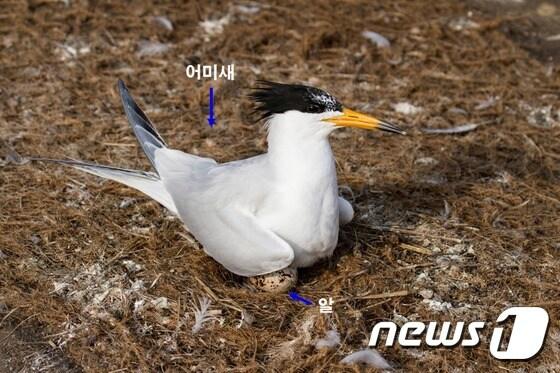 본문 이미지 - 뿔제비갈매기 (국립생태원 제공) ⓒ News1