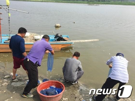 본문 이미지 - 임진강에 황복 치어를 방류중인 어민들. /뉴스1DB ⓒ News1