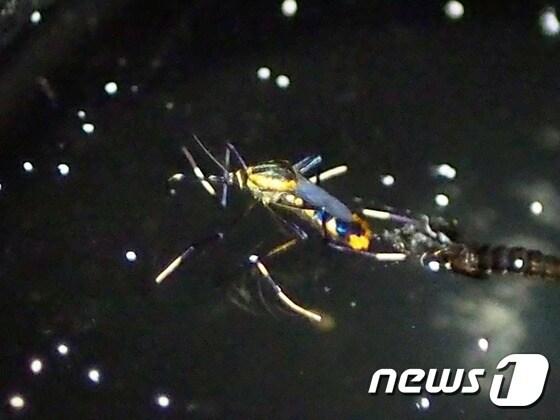 본문 이미지 - 광릉왕모기 성충(한국환경산업기술원 제공)) ⓒ News1