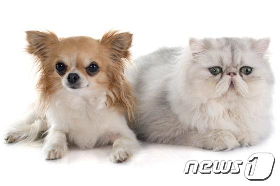 본문 이미지 - 반려동물. 사진 이미지투데이ⓒ News1